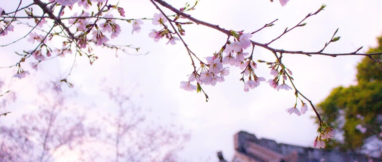 &ldquo;櫻花&rdquo;綻放，美景相隨！